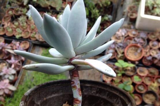 霜之朝的繁殖方式有哪些,扦插分株皆可宜春秋两季实行