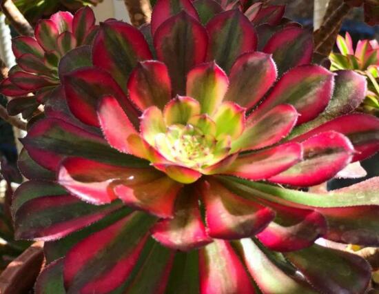 灿烂法师多肉如何养，资深花友教会养殖灿烂法师多肉