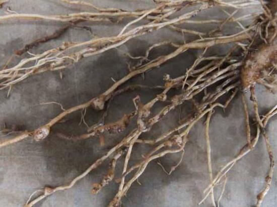 灿烂法师多肉如何养，资深花友教会养殖灿烂法师多肉