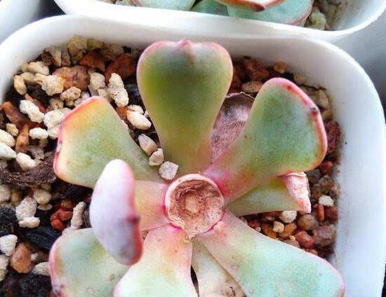 灿烂法师多肉如何养，资深花友教会养殖灿烂法师多肉