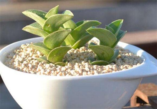 重扇的家庭养殖办法和留意事项，养殖留意三大要点