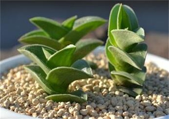 重扇的家庭养殖办法和留意事项，养殖留意三大要点