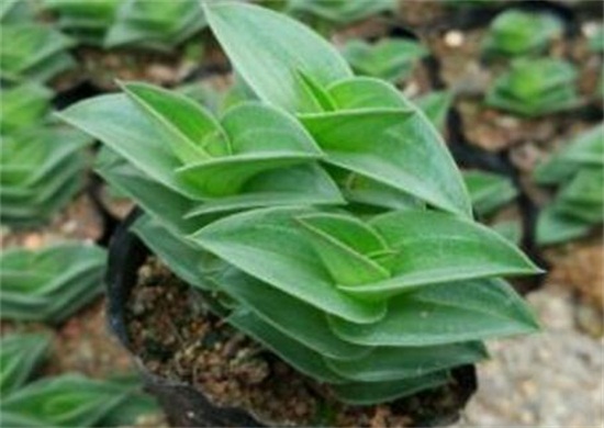 重扇的家庭养殖办法和留意事项，养殖留意三大要点