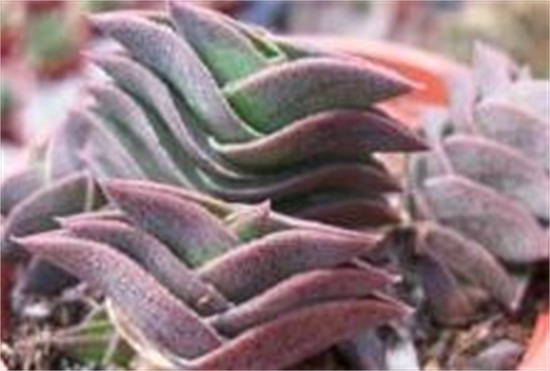 重扇的家庭养殖办法和留意事项，养殖留意三大要点