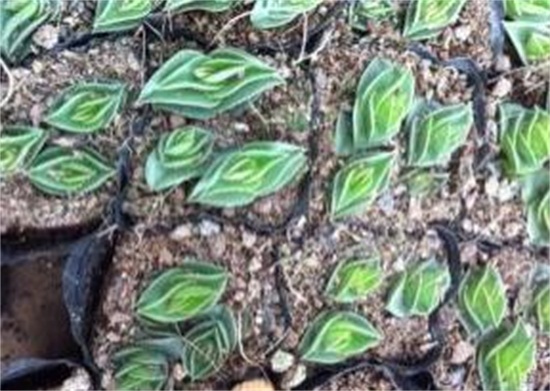 重扇的家庭养殖办法和留意事项，养殖留意三大要点