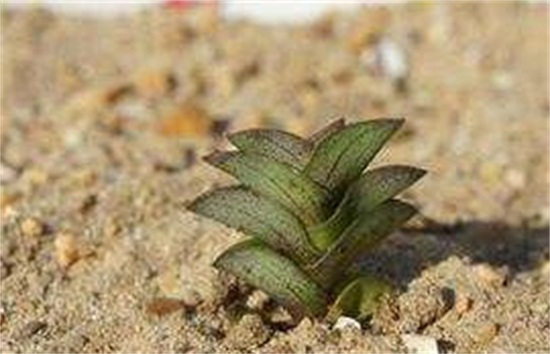 重扇的家庭养殖办法和留意事项，养殖留意三大要点