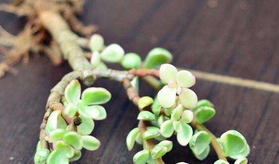 雅乐之舞的繁殖栽培办法，扦插嫁接繁殖只需4步