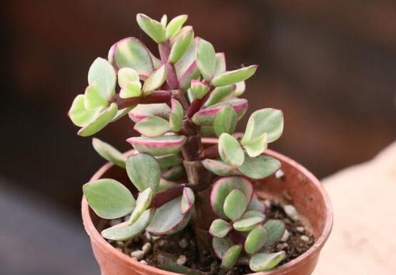 雅乐之舞的繁殖栽培办法，扦插嫁接繁殖只需4步