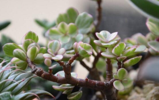 雅乐之舞的繁殖栽培办法，扦插嫁接繁殖只需4步