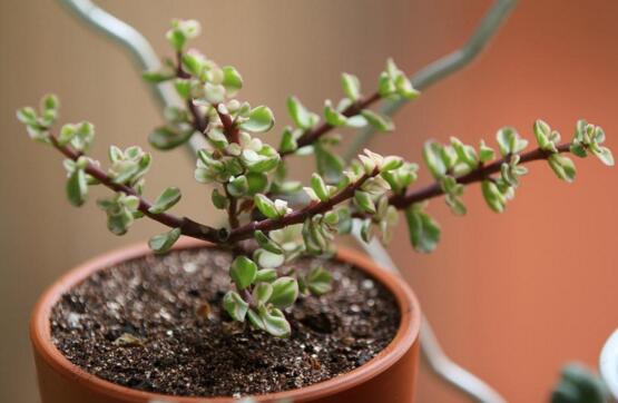 雅乐之舞的繁殖栽培办法，扦插嫁接繁殖只需4步