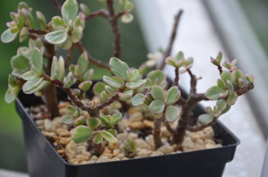 雅乐之舞的繁殖栽培办法，扦插嫁接繁殖只需4步