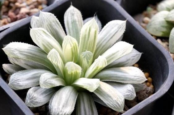 白斑玉露如何养，掌握三个要点让白斑玉露轻松爆盆