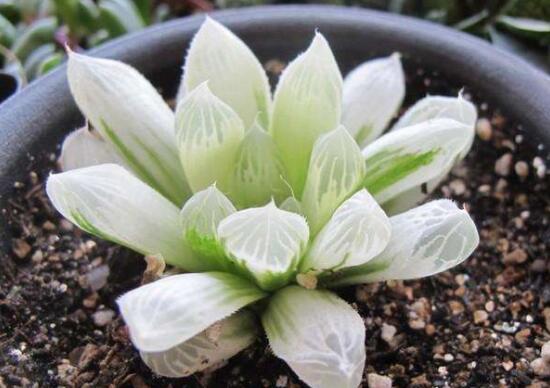 白斑玉露如何养，掌握三个要点让白斑玉露轻松爆盆