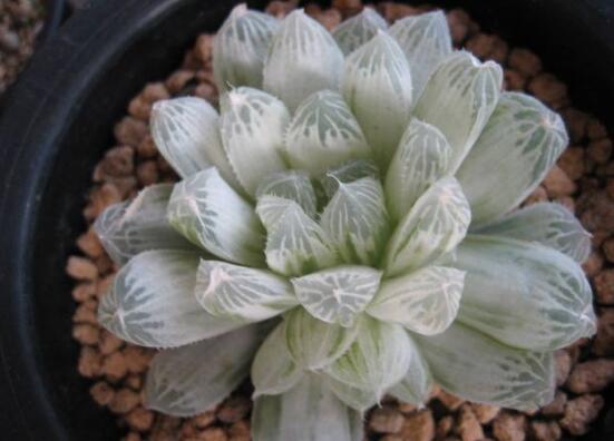 白斑玉露如何养，掌握三个要点让白斑玉露轻松爆盆