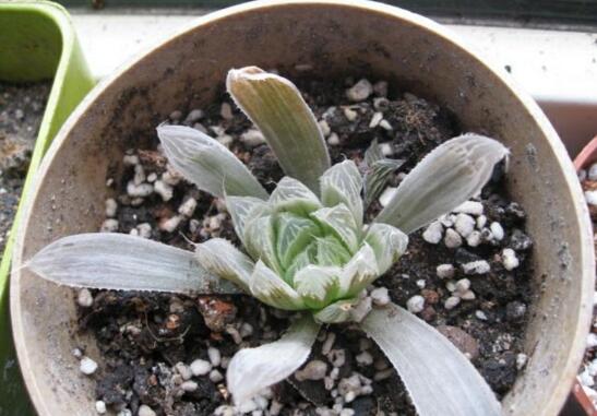 白斑玉露如何养，掌握三个要点让白斑玉露轻松爆盆