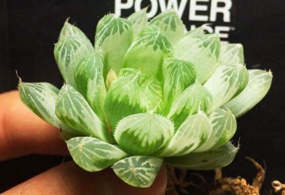 白斑玉露如何养，掌握三个要点让白斑玉露轻松爆盆