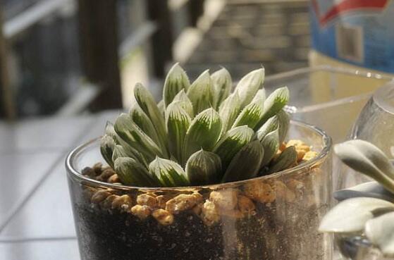 白斑玉露如何养，掌握三个要点让白斑玉露轻松爆盆