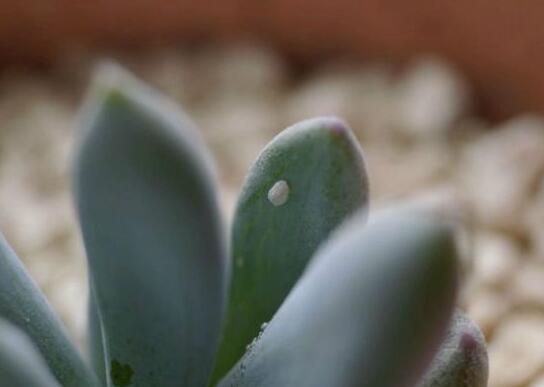 白斑玉露如何养，掌握三个要点让白斑玉露轻松爆盆