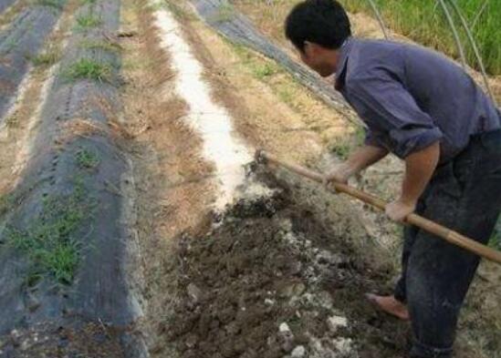 雅乐之舞粉色如何保持,四要点让雅乐之舞粉保持粉嫩