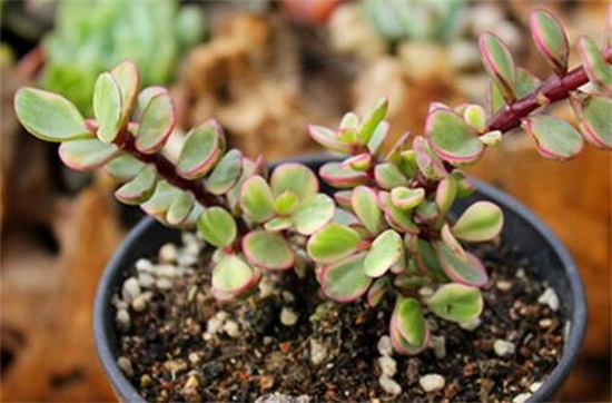 雅乐之舞粉色如何保持,四要点让雅乐之舞粉保持粉嫩