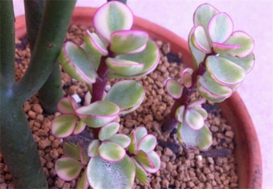 雅乐之舞粉色如何保持,四要点让雅乐之舞粉保持粉嫩