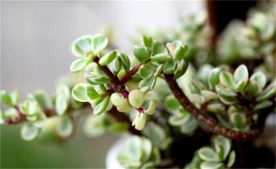 雅乐之舞粉色如何保持,四要点让雅乐之舞粉保持粉嫩