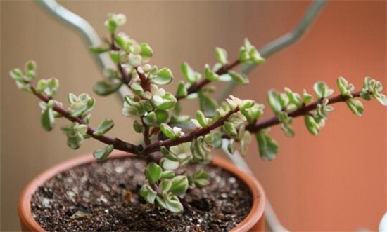 雅乐之舞粉色如何保持,四要点让雅乐之舞粉保持粉嫩