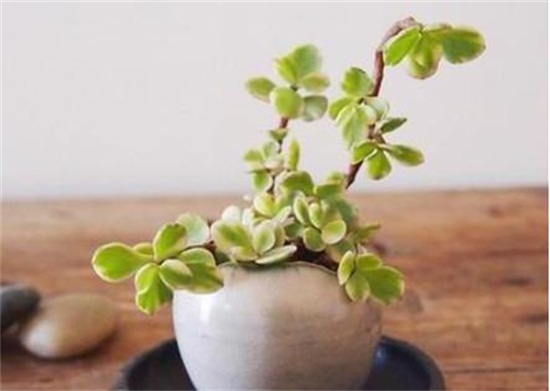 雅乐之舞粉色如何保持,四要点让雅乐之舞粉保持粉嫩