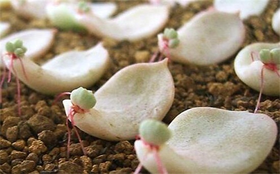 宝石花的繁殖办法有哪些，分株/播种/叶插三种办法