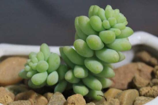 新玉缀如何养爆盆，留意配制基肥/给予充足阳光