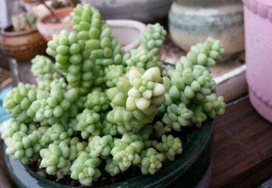 新玉缀如何养爆盆，留意配制基肥/给予充足阳光