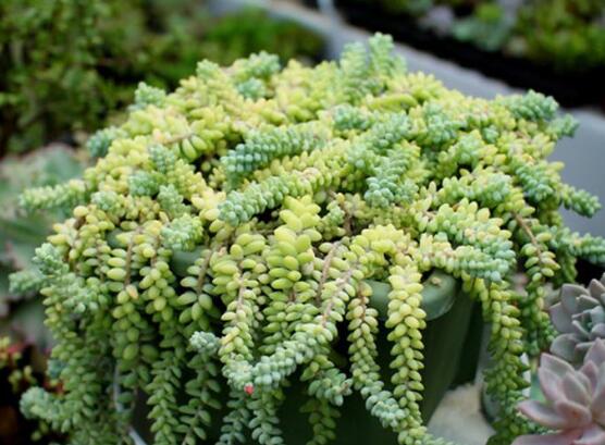 新玉缀如何养爆盆，留意配制基肥/给予充足阳光