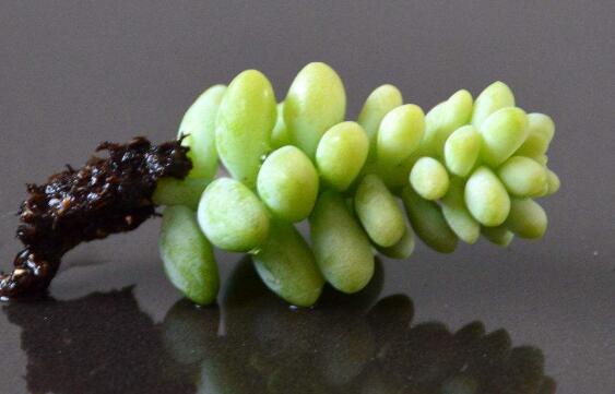 新玉缀如何养爆盆，留意配制基肥/给予充足阳光