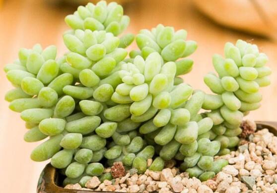 新玉缀如何养爆盆，留意配制基肥/给予充足阳光