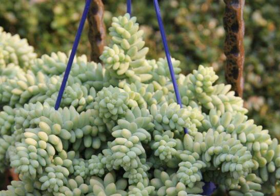 新玉缀如何养爆盆，留意配制基肥/给予充足阳光