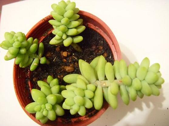 新玉缀如何养爆盆，留意配制基肥/给予充足阳光