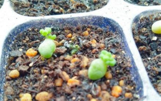 新玉缀如何繁殖，叶插繁殖/扦插砍头繁殖均可