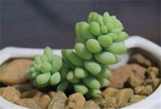 新玉缀如何繁殖，叶插繁殖/扦插砍头繁殖均可