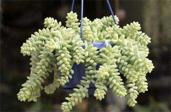 新玉缀如何繁殖，叶插繁殖/扦插砍头繁殖均可