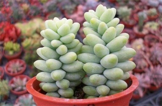 新玉缀如何繁殖，叶插繁殖/扦插砍头繁殖均可