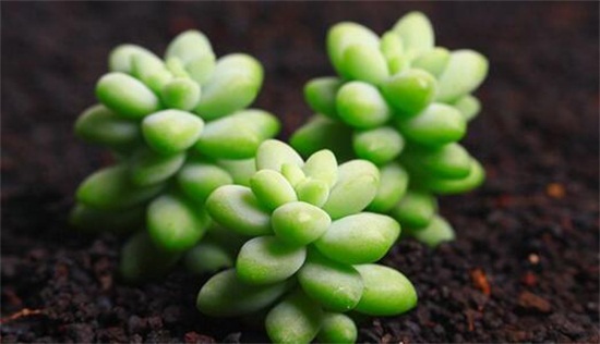 新玉缀如何繁殖，叶插繁殖/扦插砍头繁殖均可