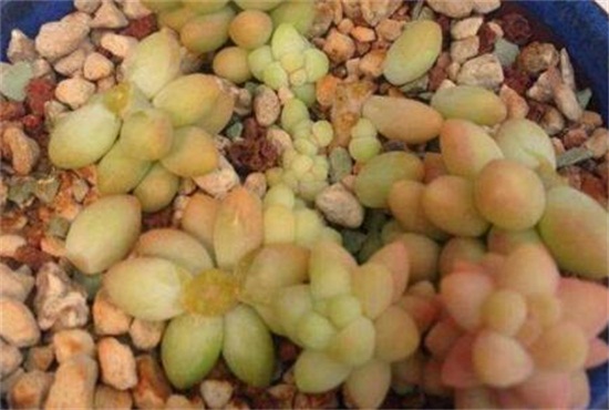 新玉缀如何繁殖，叶插繁殖/扦插砍头繁殖均可