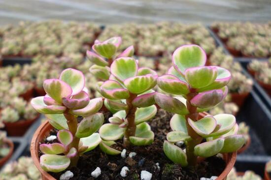 雅乐之舞如何爆盆，枝插叶插爆盆最快