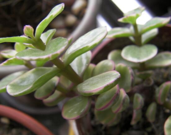 雅乐之舞如何爆盆，枝插叶插爆盆最快