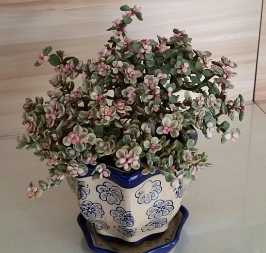 雅乐之舞如何爆盆，枝插叶插爆盆最快