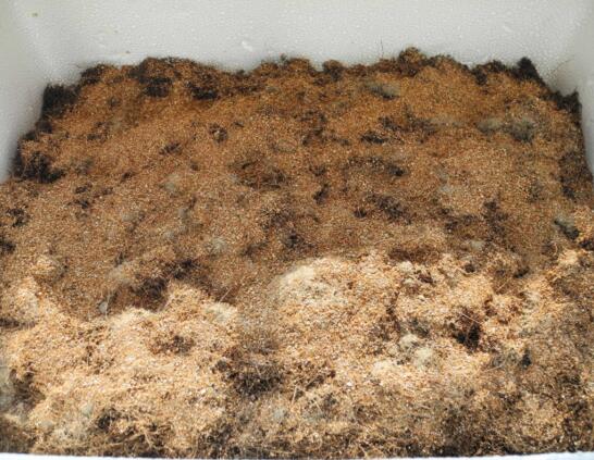 雅乐之舞如何爆盆，枝插叶插爆盆最快