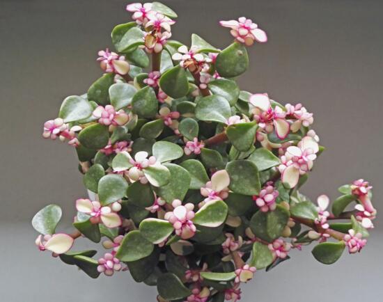 雅乐之舞如何爆盆，枝插叶插爆盆最快