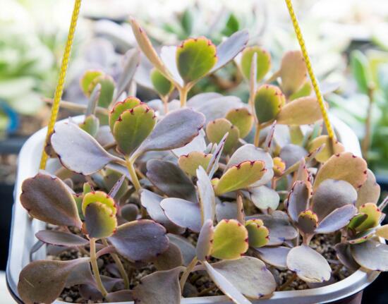 雅乐之舞如何爆盆，枝插叶插爆盆最快