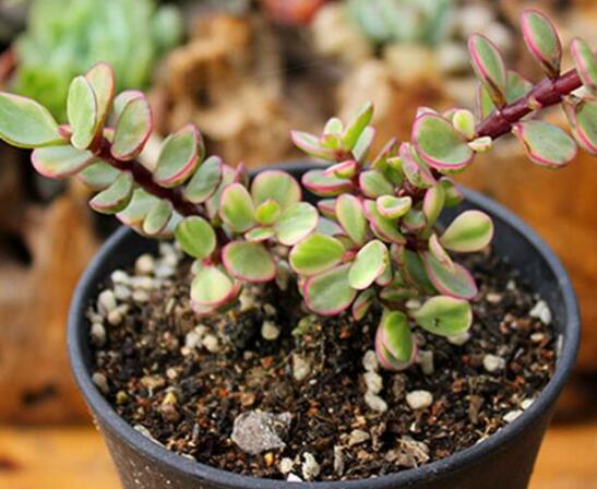 雅乐之舞如何爆盆，枝插叶插爆盆最快