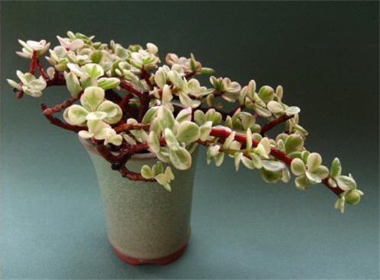 雅乐之舞如何爆盆，枝插叶插爆盆最快